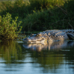 Sen o krokodylu – co może oznaczać? Możliwe znaczenia i interpretacja
